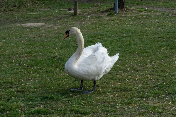 Primo Piano Cigno Bianco Campo Verde — Foto Stock