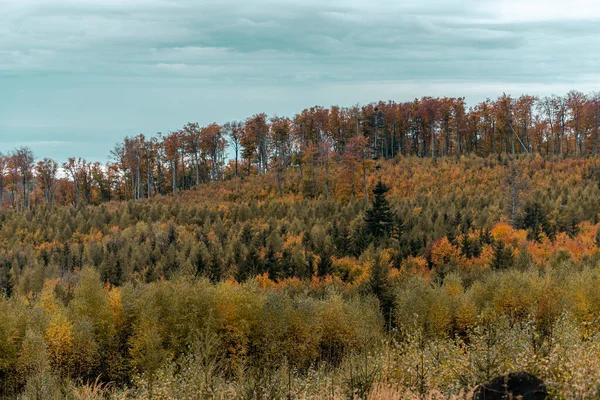 Uma Vista Hipnotizante Uma Floresta Densa Contra Céu Azul — Fotografia de Stock