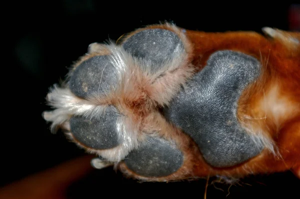 Closeup Shot Brown Dog Adorable Paw Dark Background — Foto de Stock