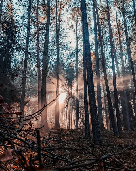 Disparo Vertical Rayos Luz Brillando Través Los Árboles Bosque — Foto de Stock