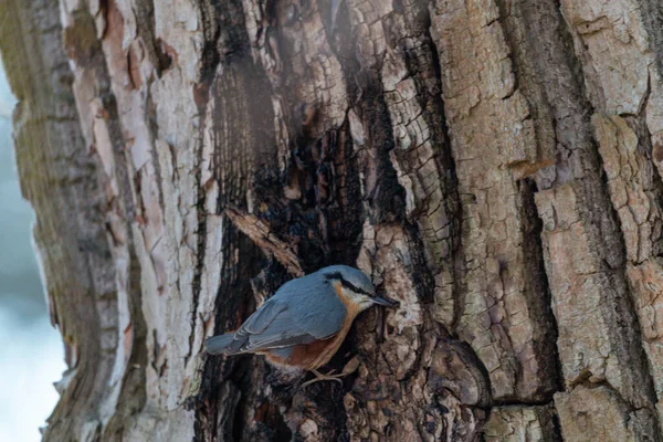 Closeup Beautiful Small Gray Nuthatch Bird Perching Tree Wild — Stock Photo, Image