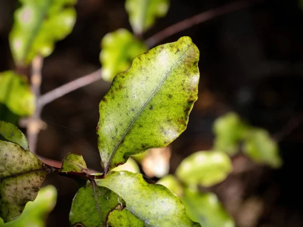 Arbusto Rojo Matipo Myrsine Australis Endémico Nueva Zelanda — Foto de Stock