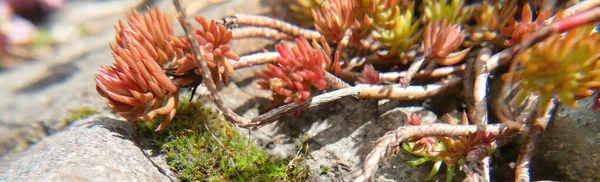 Eine Panoramische Aufnahme Einer Saftigen Pflanze Auf Einem Felsen Einem — Stockfoto