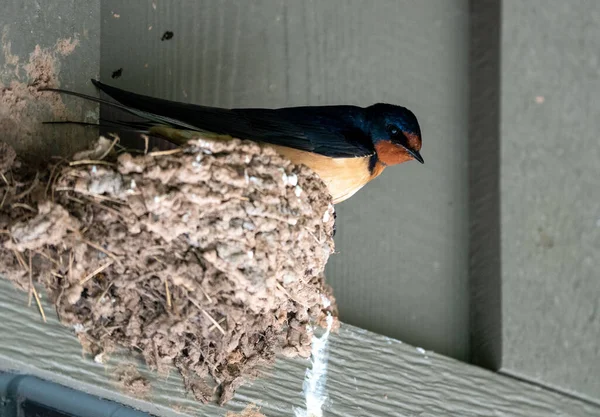 Primer Plano Pájaro Golondrina Del Granero Posado Nido —  Fotos de Stock