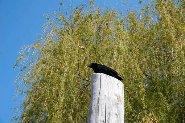 Closeup All Black Common Raven Perched Wooden Post — Stock Photo, Image