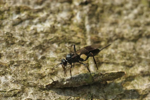 Detailní Záběr Parazitické Vosy Nippocryptus Vittatorius Snášející Vajíčka Taleporia Tubulosa — Stock fotografie