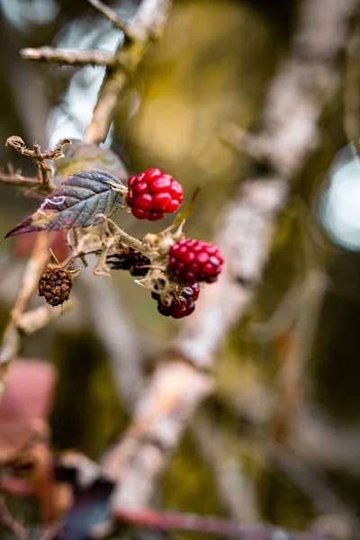 庭のブラックベリーの茂みに熟していない果実の選択的な焦点 — ストック写真