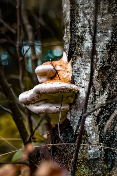 Tiro Close Cogumelos Selvagens Crescendo Tronco Outono — Fotografia de Stock