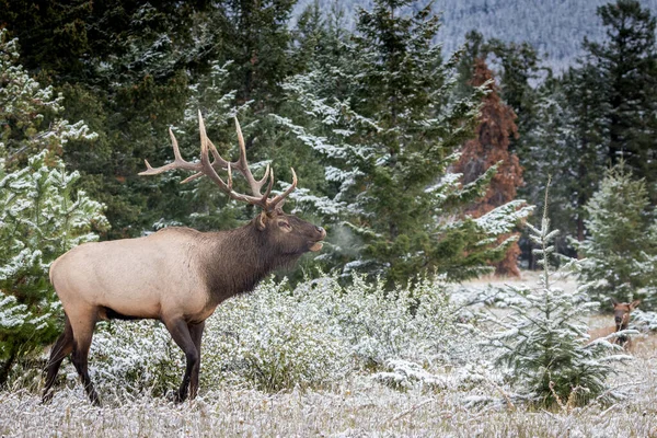 Una Hermosa Vista Ciervo Noble Bosque Nieve Invierno —  Fotos de Stock