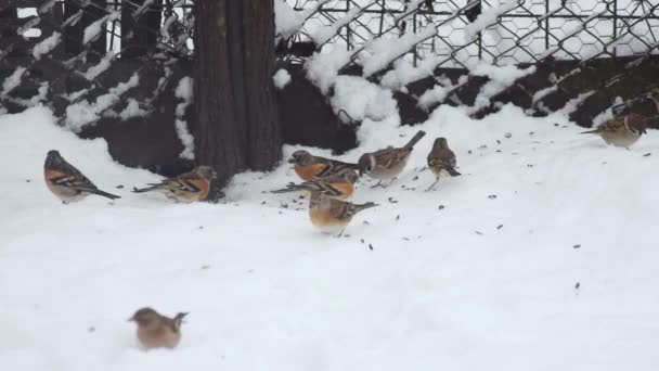 Pássaros Comendo Chão Com Neve — Vídeo de Stock