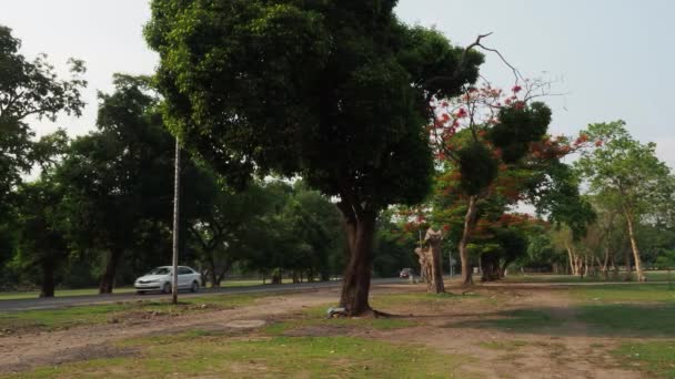 Beautiful Tree Lined Road Tunnel Trees Drive Maidan Kolkata — Αρχείο Βίντεο