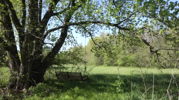 緑の草原の木の近くの木のベンチ背景に青い空 — ストック動画