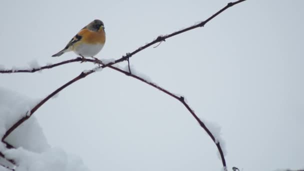 Bird Perching Snowy Twigs White Snowy Background — Stock Video