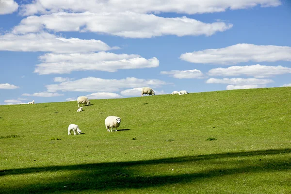 Beau Cliché Champ Herbe Fraîche Avec Pâturage Troupeau Moutons — Photo