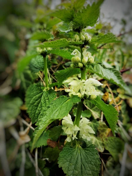 Closeup Shot Urticaceae — Stock Photo, Image