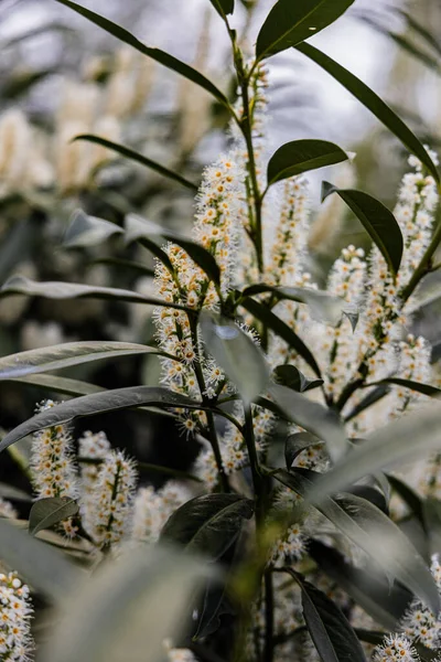 Big Green Leaves Branches Blooming Common Laurel —  Fotos de Stock