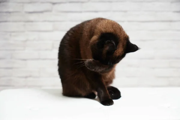 Een Bruine Pluizige Kat Die Bank Zit Zichzelf Likt — Stockfoto