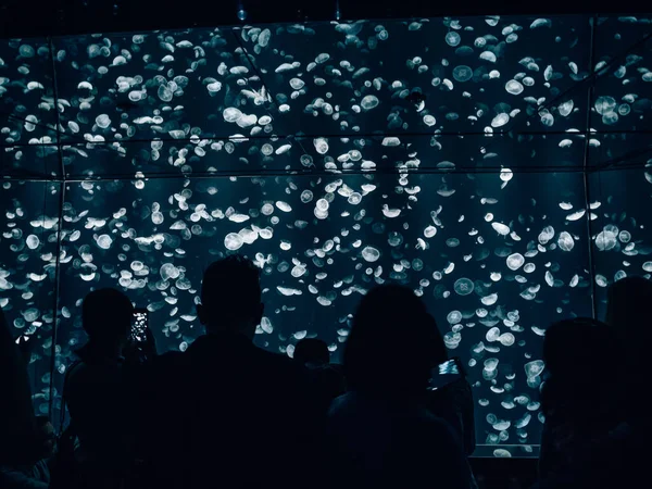 Silhouettes People Observing Jellyfish Oceanarium — Stock Photo, Image