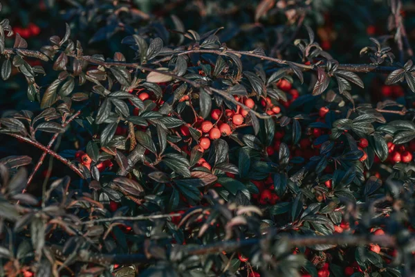 Eine Nahaufnahme Von Waldplatten — Stockfoto