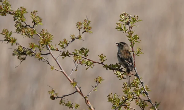 Een Schattige Kleine Zegge Warbler Vogel Staande Twijgen Met Bladeren — Stockfoto