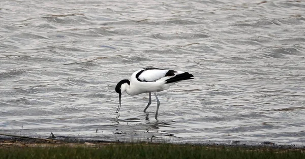 Hermoso Pájaro Aguacate Cazando Lago Con Pico Abierto Sumergido Agua — Foto de Stock