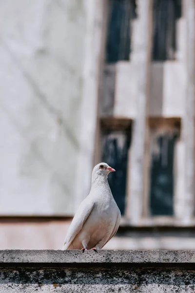 Egy Aranyos Fehér Galamb Áll Végén Egy Felület Egy Magas — Stock Fotó