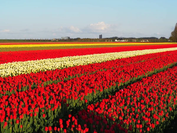 Une Belle Vue Des Rangées Tulipes Rouges Dans Champ Ensoleillé — Photo