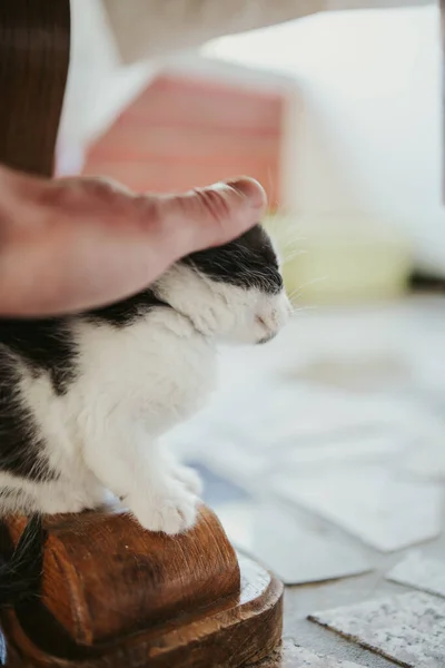 Vertical Shot Owner Petting Scared Cat Standing Table Leg — Zdjęcie stockowe