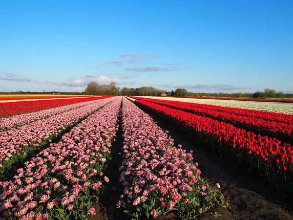 Champ Ensoleillé Avec Belles Fleurs Roses Des Tulipes Rouges Poussant — Photo