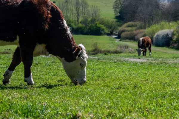 Cattle Grazing Green Fie — Foto Stock