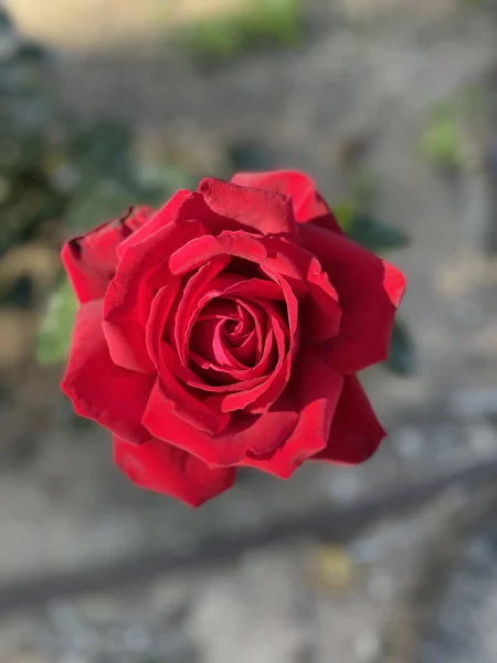 Una Vista Superior Una Rosa Roja Sobre Fondo Borroso — Foto de Stock