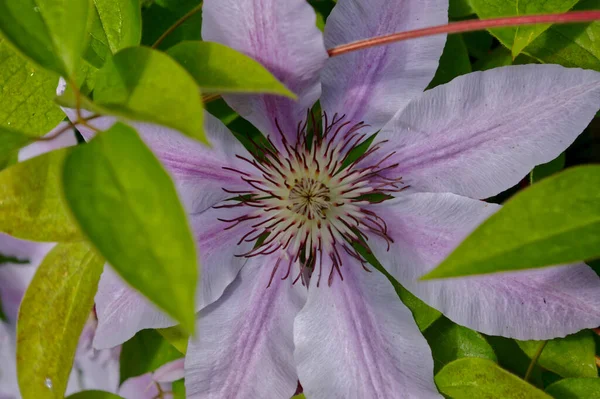 Zbliżenie Ujęcia Pięknej Nelly Moser Clematis Miękkimi Różowymi Płatkami Zielonymi — Zdjęcie stockowe