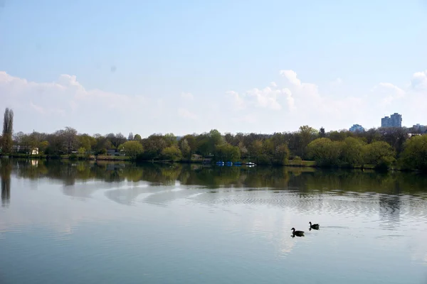 Scenic View Max Eyth Lake Floating Ducks — Stockfoto