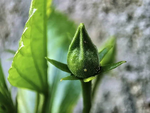 Zbliżenie Ujęcie Hibiskusa Kwiat Pączek — Zdjęcie stockowe