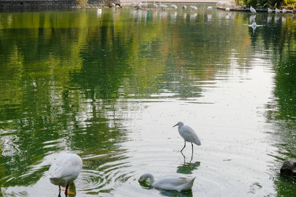 公園の湖の水生鳥類の閉鎖ショット — ストック写真