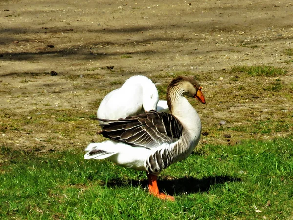 Dosyada Duran Tek Bir Beyaz Kahverengi Ördek — Stok fotoğraf