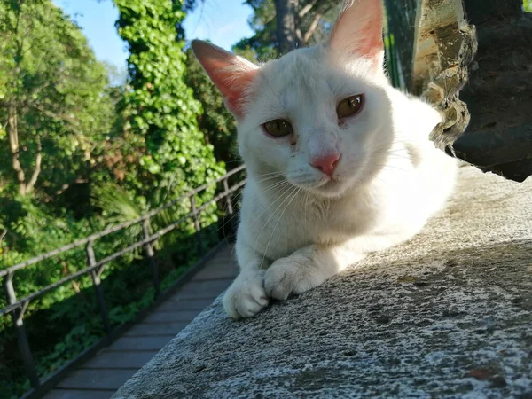 Tiro Close Gato Branco Deitado Chão Sob Luz Sol Parque — Fotografia de Stock