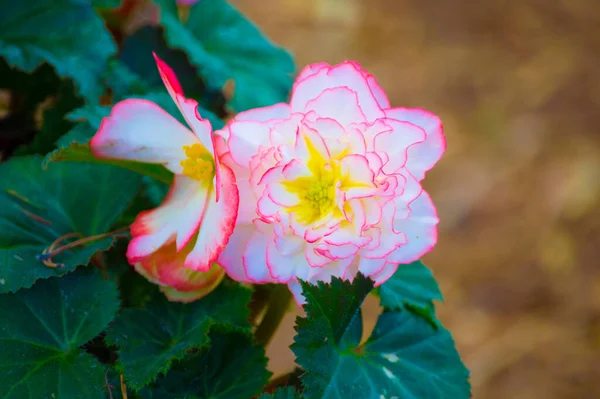 Närbild Skott Blommande Begonia Blommor — Stockfoto