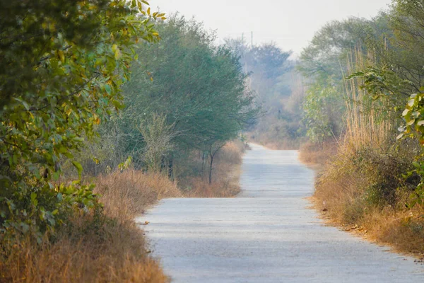 Malebný Pohled Asfaltovou Cestu Obklopenou Přírodou Aravali Biodiversity Park Indie — Stock fotografie