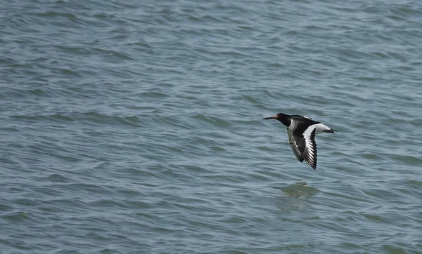 Caçador Ostras Voando Sobre Mar Enquanto Caça — Fotografia de Stock