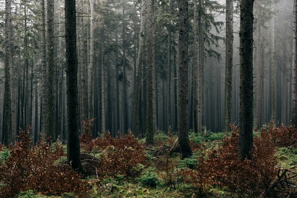 Краєвид Лісу Вкритого Зеленню Туманом Ідеально Підходить Шпалер Фону — стокове фото