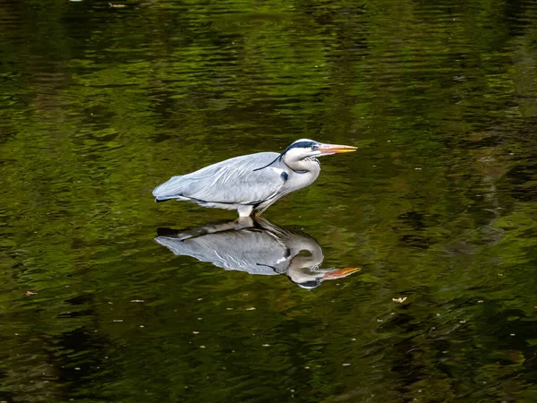 Lone Gray Heron Standing Green Lake Its Reflection Visible Water — Foto Stock