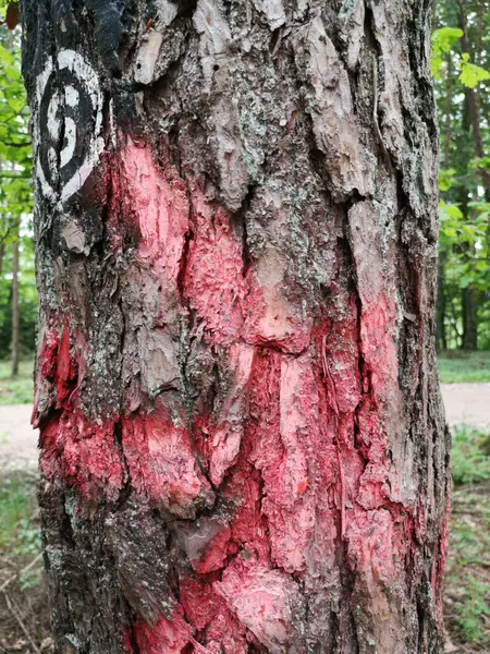정원에 과붉은 표지가 나무의 — 스톡 사진