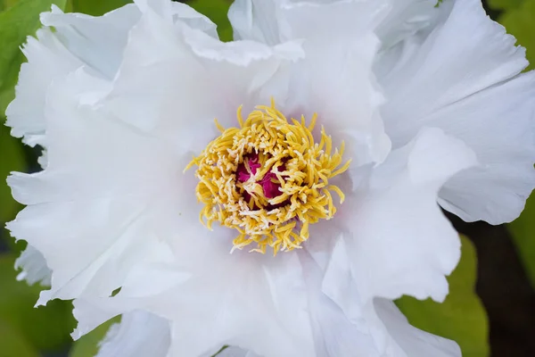 Primo Piano Una Peonia Albero Bianco Che Fiorisce Giardino Sotto — Foto Stock