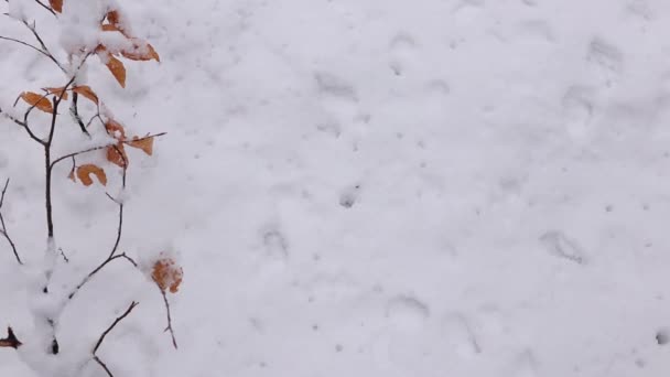 白い雪を持つ男性の手は — ストック動画