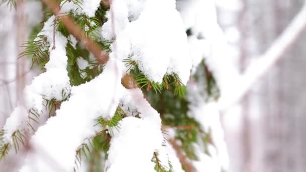 Zimowy Las Pokrytymi Śniegiem Drzewami — Wideo stockowe