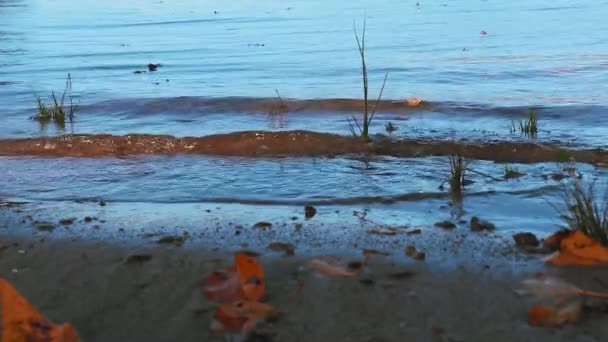 Widok Falistej Wody Rzecznej Dochodzącej Brzegu — Wideo stockowe