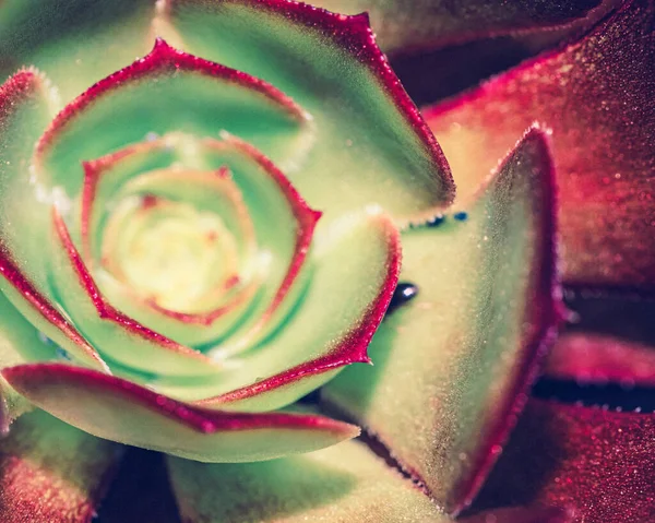 Primo Piano Una Pianta Succulenta Verde — Foto Stock