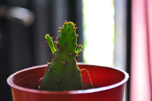 Een Close Shot Van Een Potted Euphorbia Trigona Cactus — Stockfoto