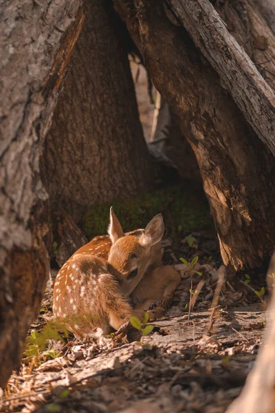 Ein Niedliches Reh Sitzt Schatten Neben Einem Alten Baum — Stockfoto